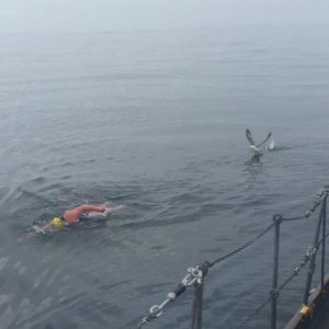 sandra_north_seagull